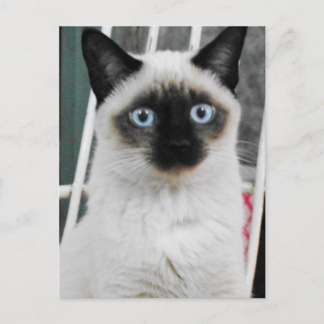 Carte Postale Chat de Siamese (Devant)