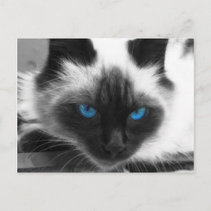 Carte Postale Chat de Siamese