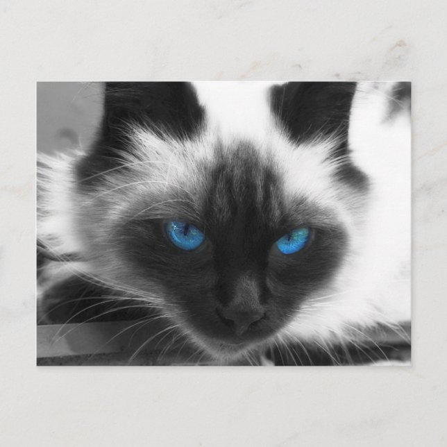 Carte Postale Chat de Siamese (Devant)