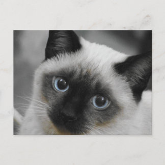 Carte Postale Chat de Siamese
