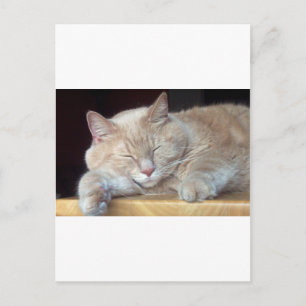 CARTE POSTALE CHAT DE SOMMEIL CUT