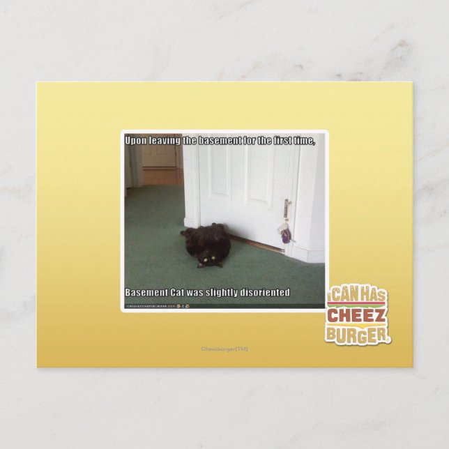Carte Postale Chat de sous-sol, légèrement désorienté (Devant)