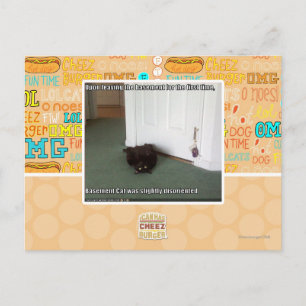 Carte Postale Chat de sous-sol, légèrement désorienté