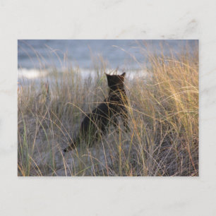 Carte Postale Chat des Dunes