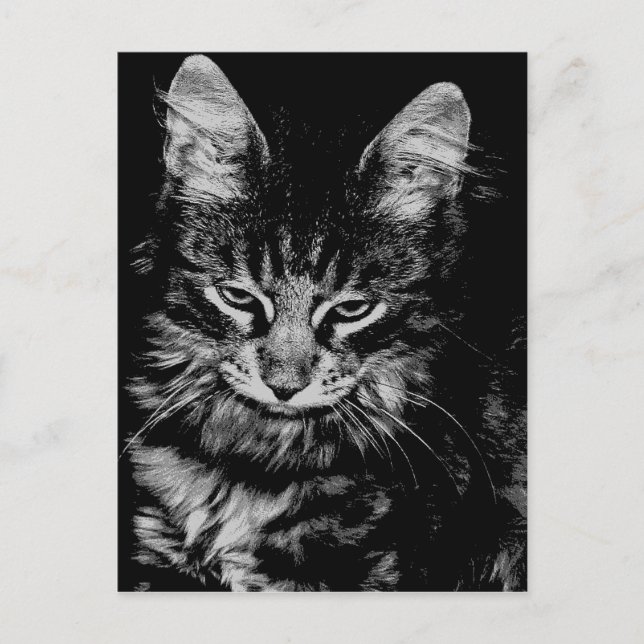 Carte Postale Chat des Forêts Norvégien (Devant)