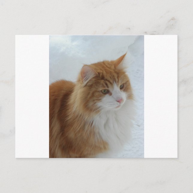Carte Postale Chat des Forêts Norvégiennes (Devant)