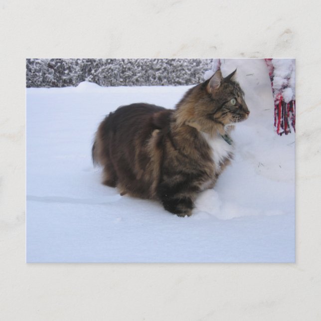Carte Postale chat des forêts norvégiennes dans la neige (Devant)