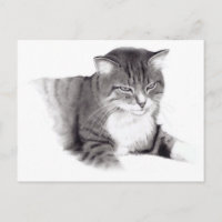 Chat : Dessin au crayon : Art original