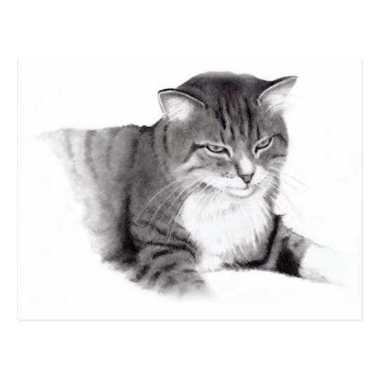 Carte Postale Chat Dessin Au Crayon Art Original Zazzle Fr