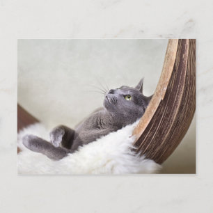Carte Postale Chat détendu