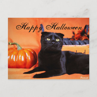 Carte Postale Chat d'Halloween