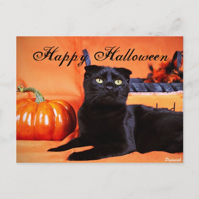 Carte Postale Chat d'Halloween (Devant)