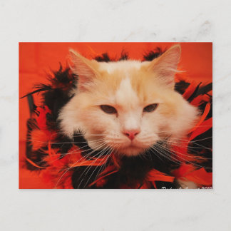 Carte Postale Chat d'Halloween