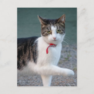 Carte Postale Chat dit hi CC0215 jolie photo d'animal de compagn