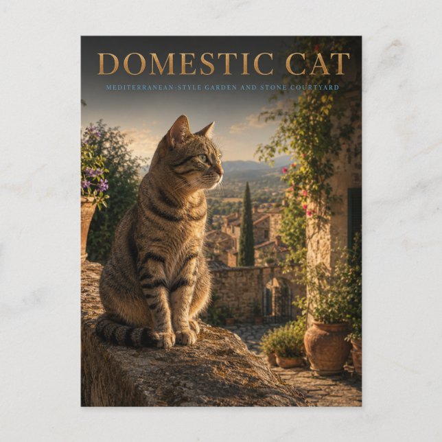 Carte Postale Chat Domestique Jardin Cour ANIMALS (Devant)
