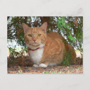 Carte Postale Chat domestique orange gingembre tabby