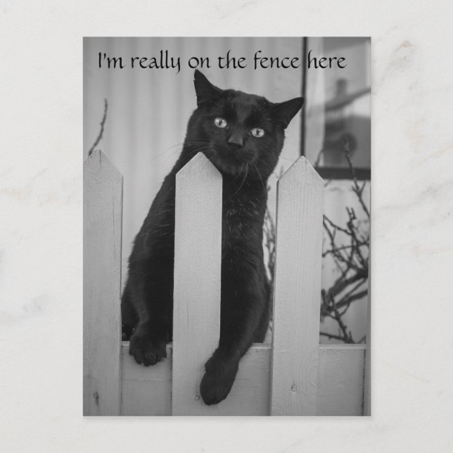 Carte Postale Chat drôle accroché à une clôture (Devant)
