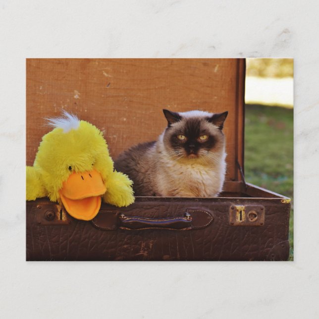 Carte Postale Chat Drôle Avec Un Canard En Valise (Devant)
