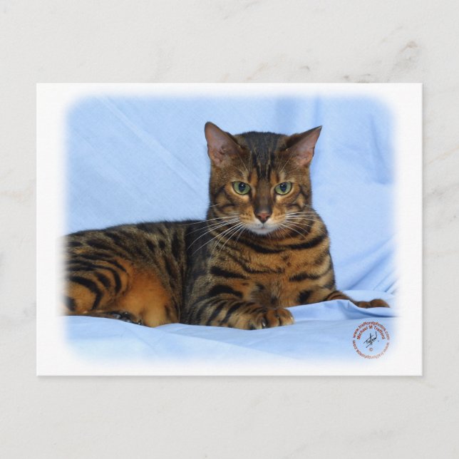 Carte Postale Chat du Bengale 9W052D-023 (Devant)