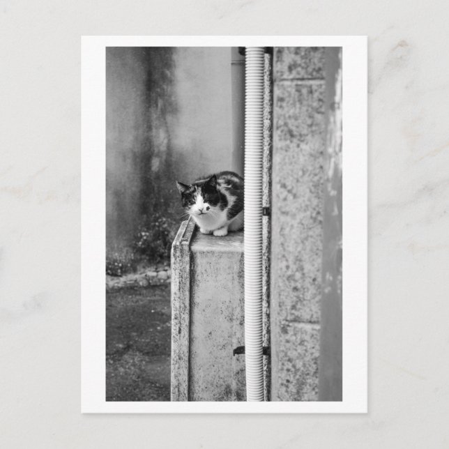 Carte Postale Chat du village (Devant)