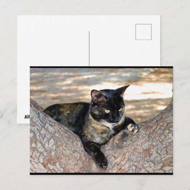 Carte Postale Chat écaille de tortue dans l'arbre (Devant / Derrière)