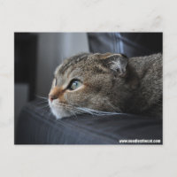 Chat écossais plié : penser à vous