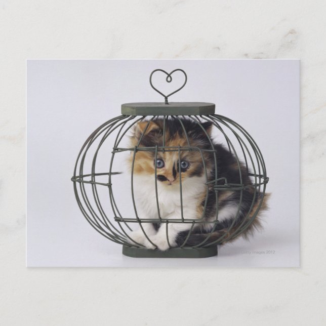 Carte Postale Chat en cage (Devant)
