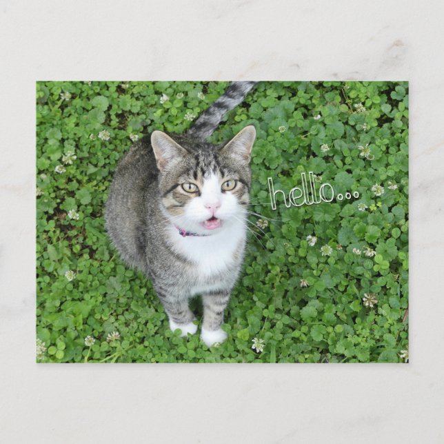Carte Postale Chat en Clover dire bonjour (Devant)