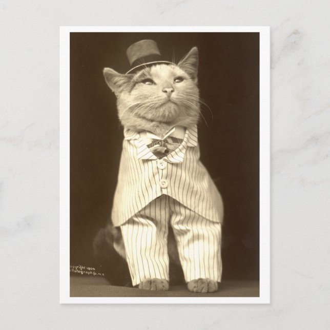 Carte Postale Chat en costume et casquette ! (Devant)