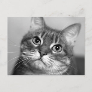 Carte Postale Chat en noir et blanc