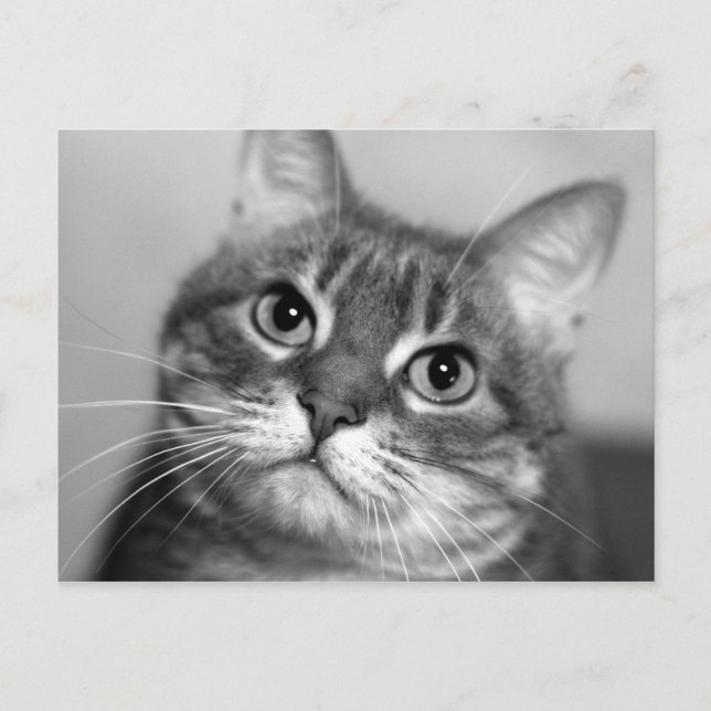 Carte Postale Chat en noir et blanc (Devant)