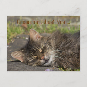 Carte Postale Chat endormi