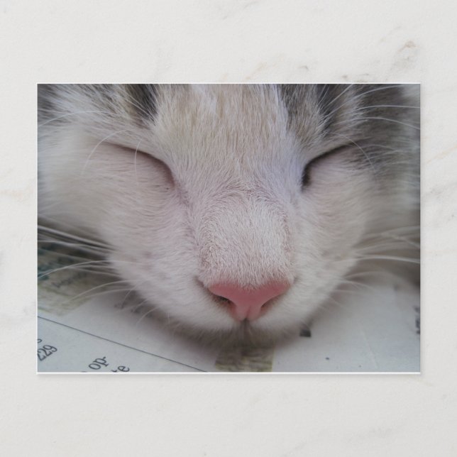 Carte Postale Chat endormi (Devant)