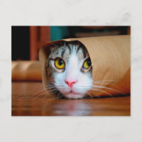 Chat enveloppé dans un papier brun