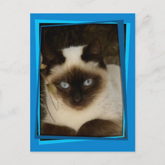 Carte Postale chat espagnol 1 (Devant)