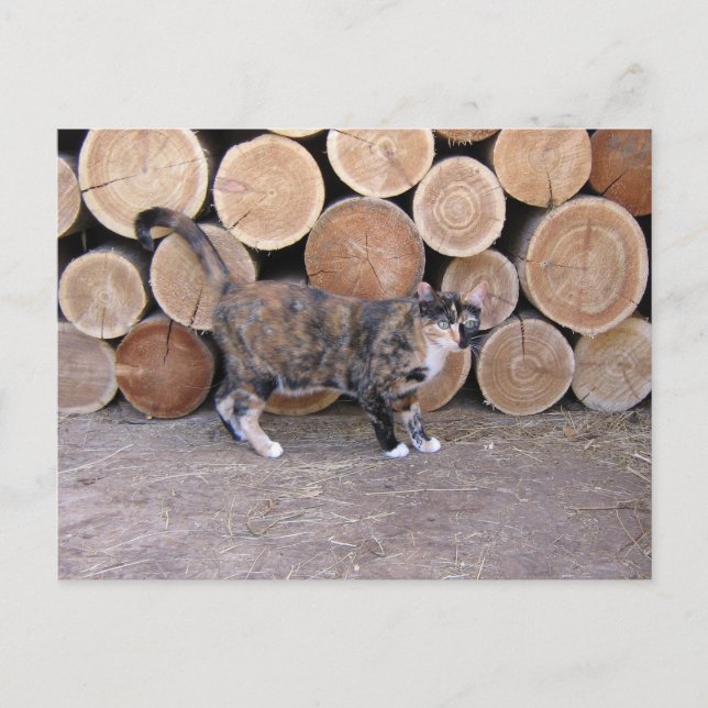 Carte postale Chat et bois (Devant)