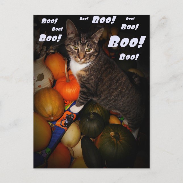 Carte postale Chat et Citrouille Boo Halloween (Devant)