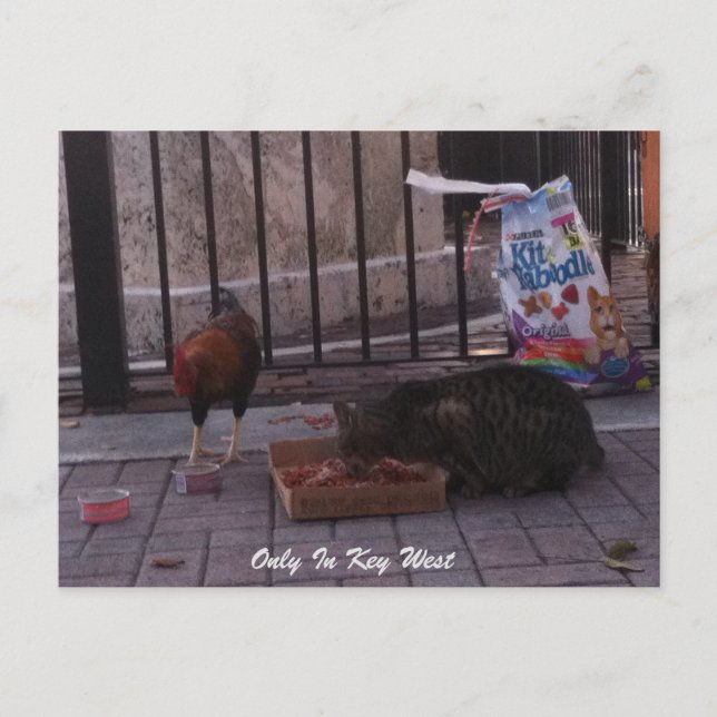 Carte postale chat et coq "Only In Key West" (Devant)