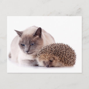 Carte Postale chat et hérisson