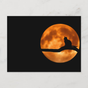 Carte Postale Chat et la lune