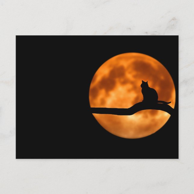Carte Postale Chat et la lune (Devant)