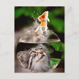 carte postale chat et poisson rouge