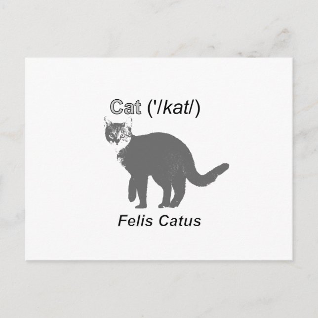 Carte Postale Chat Felis Catus (Devant)