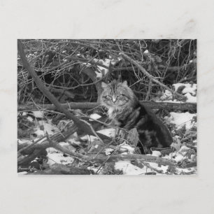 Carte postale Chat Feral Forest