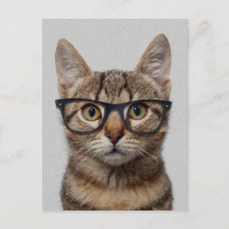 Carte Postale Chat geek