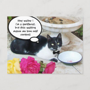 Carte Postale CHAT GENTIL DANS LE RESTAURANT Joyeux anniversaire