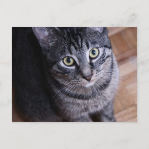 Carte Postale Chat gris adorable