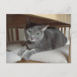 Carte Postale Chat gris/bleu russe