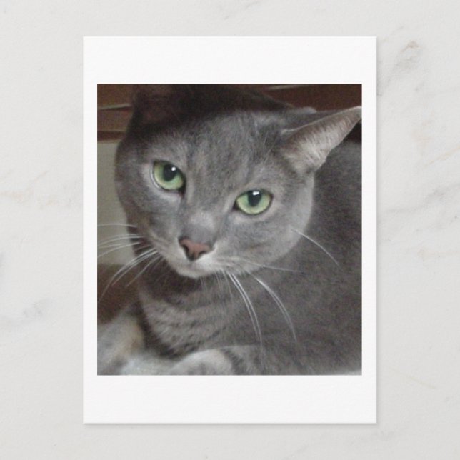 Carte Postale Chat gris bleu russe (Devant)