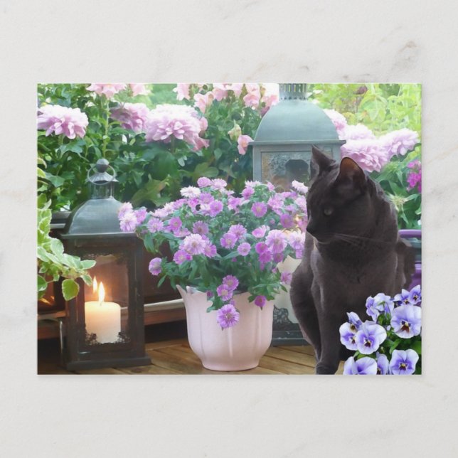 Carte Postale Chat gris dans le jardin (Devant)